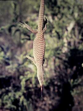 Image of Varanus tristis orientalis Fry 1913