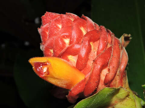 Image of Costus ricus Maas & H. Maas