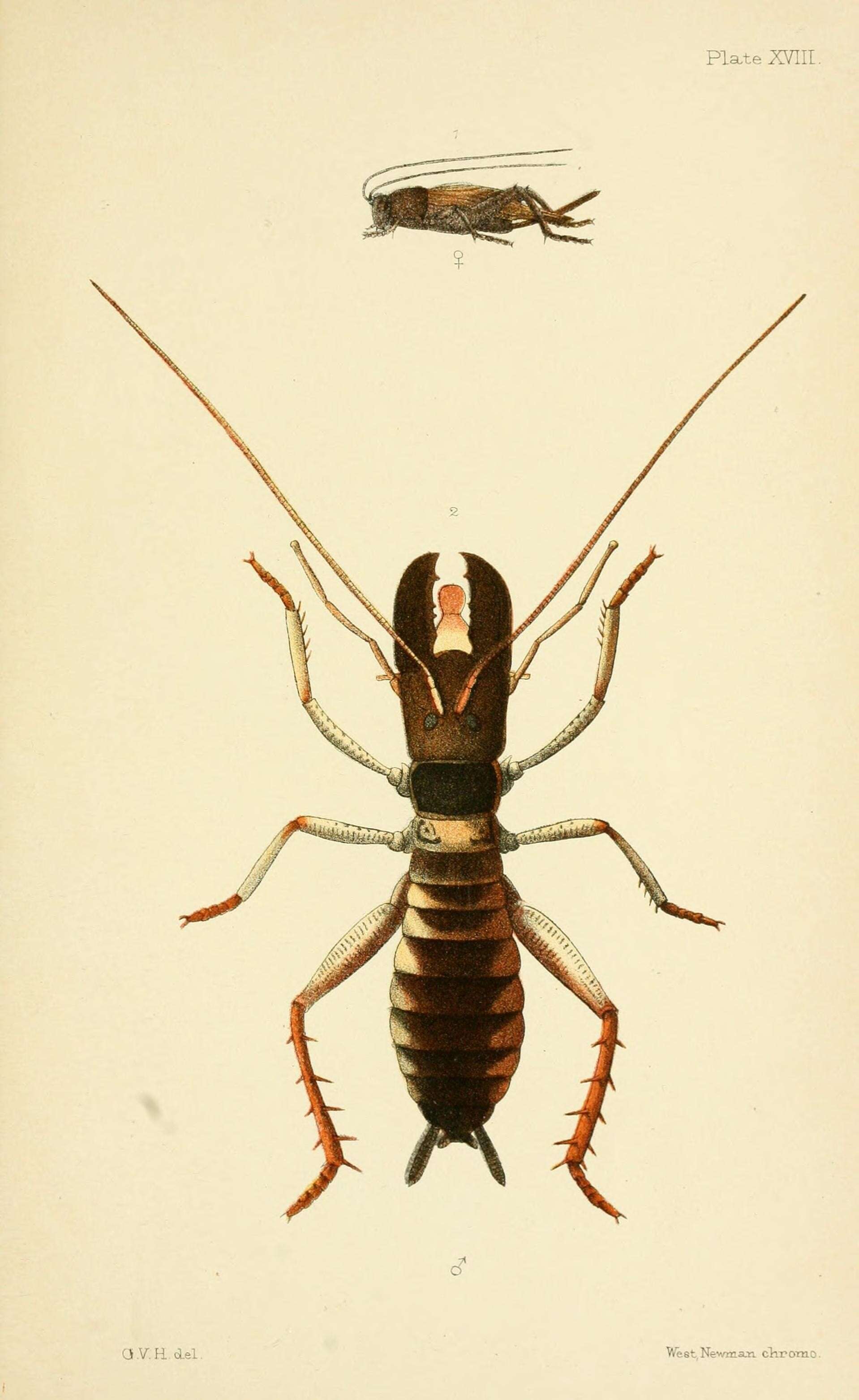 Image of wetas and king crickets