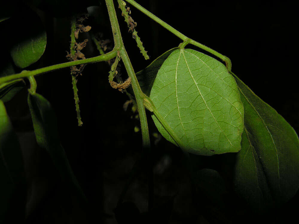 Image of Rhynchosia erythrinoides Schltdl. & Cham.