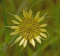 Image of goatsbeard