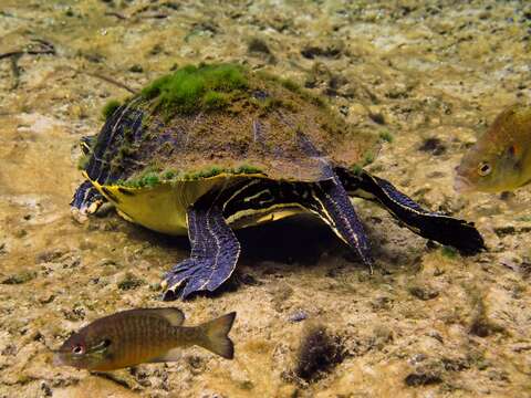 Image of Peninsula Cooter