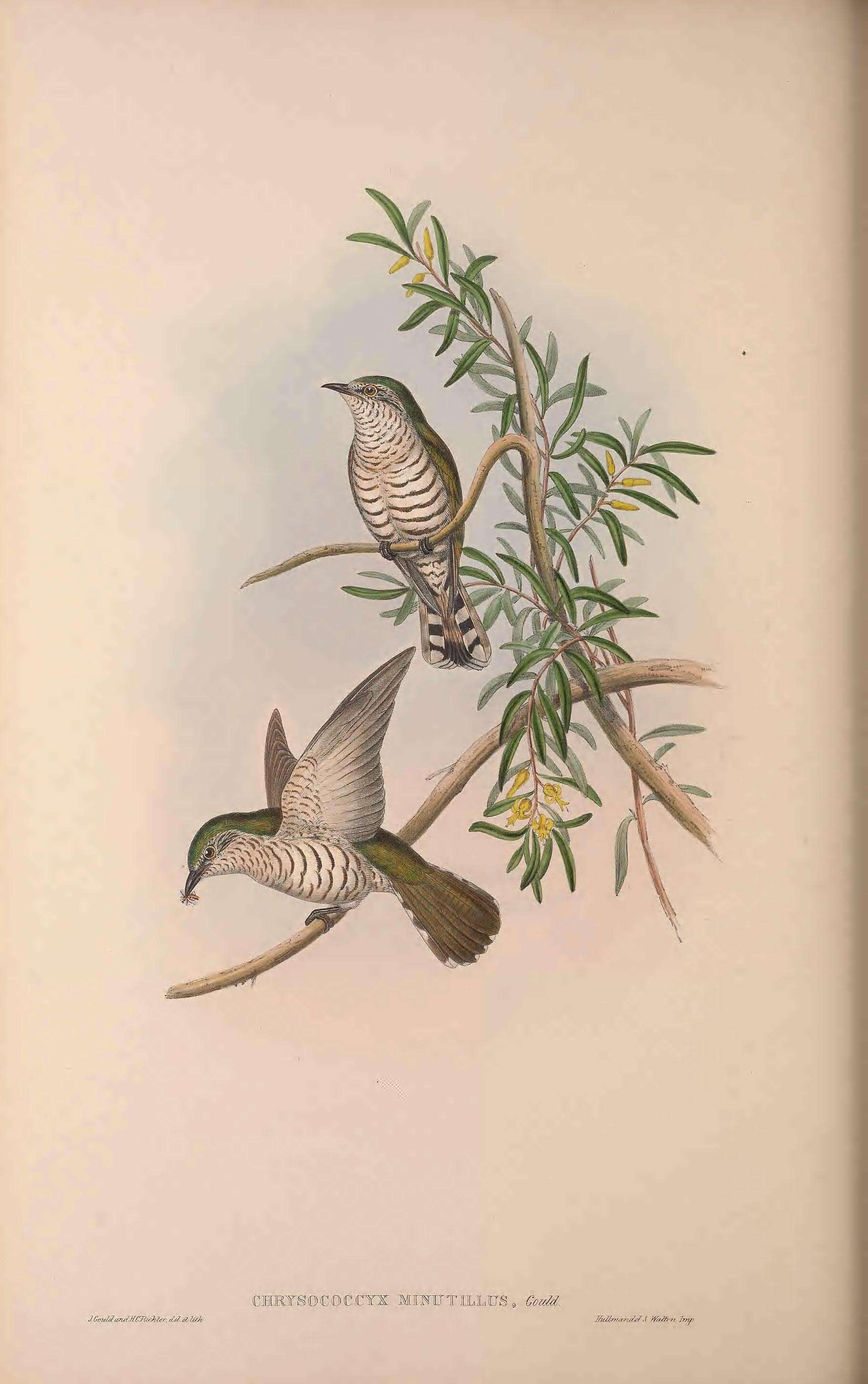 Image of Little Bronze Cuckoo