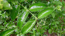 Image of West Indian milkberry