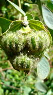 Image of Dalechampia tiliifolia Lam.