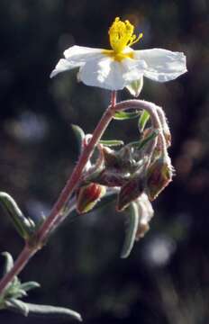 Image of frostweed