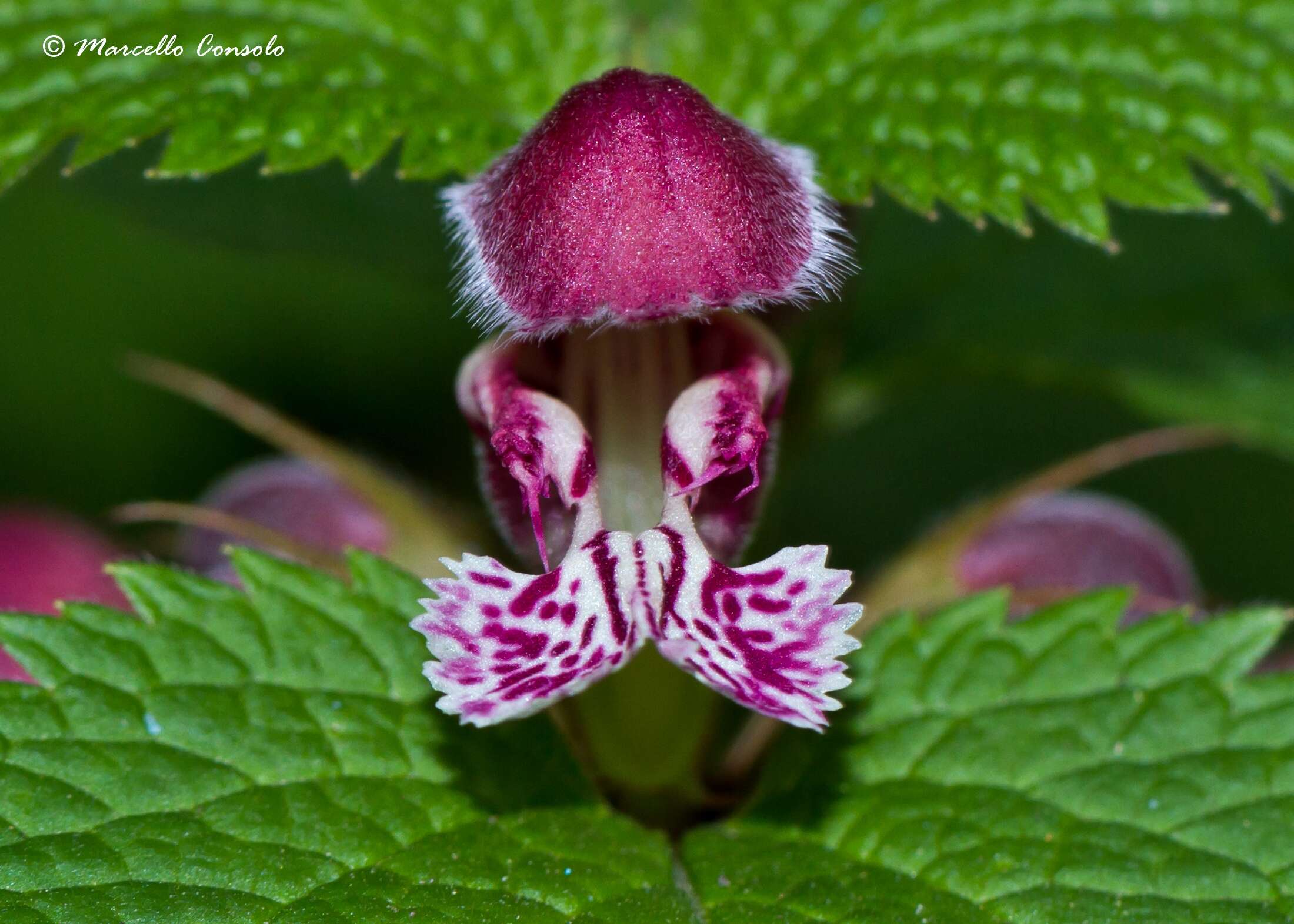 Image of deadnettle