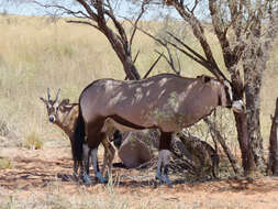 Image of Gemsbok