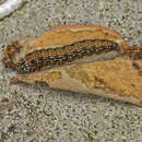 Image of Asimina webworm moth