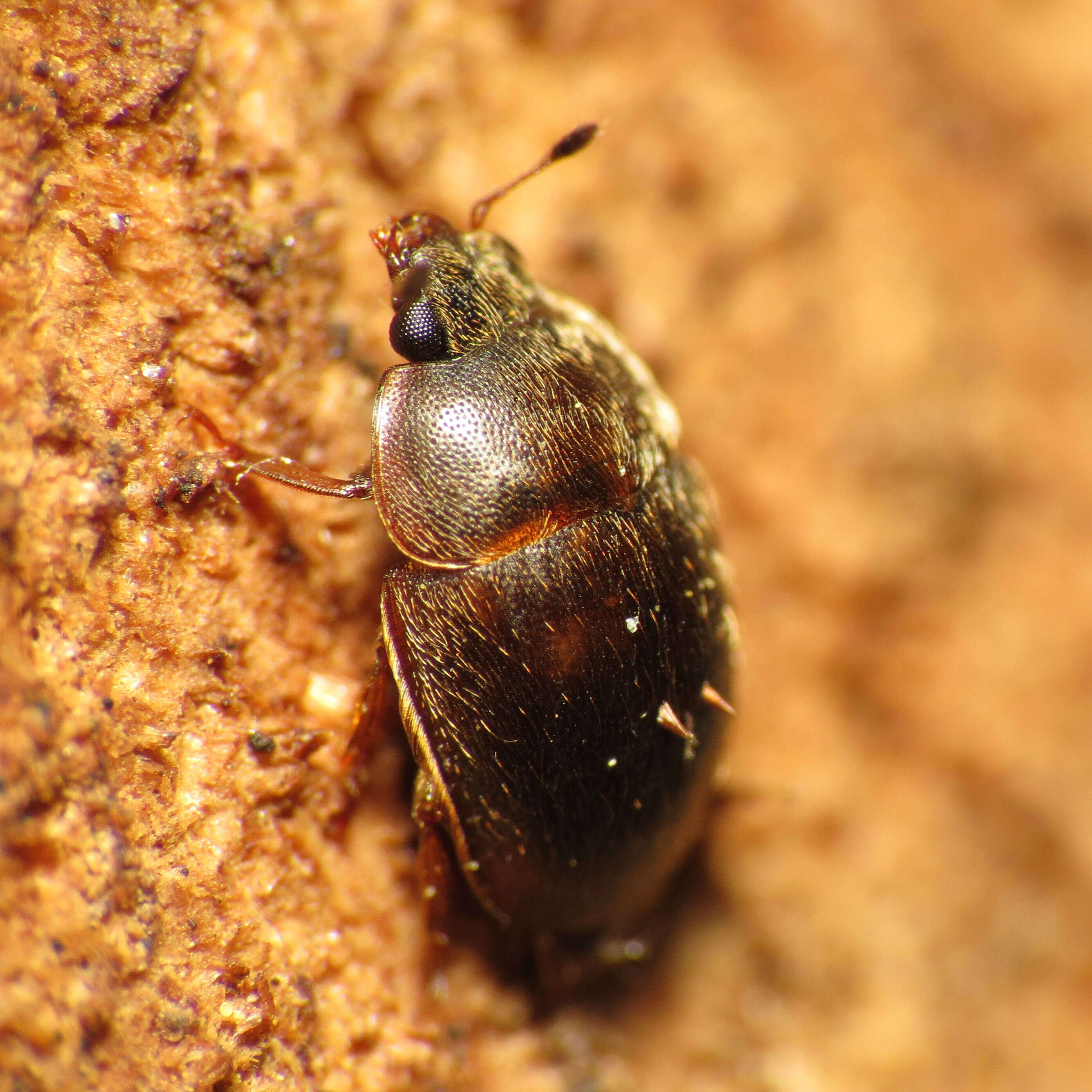Image of Nitidulidae