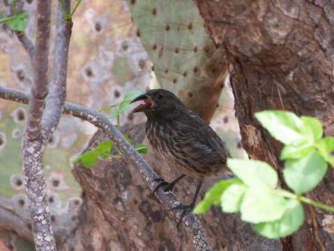 Geospiza scandens (Gould 1837) resmi