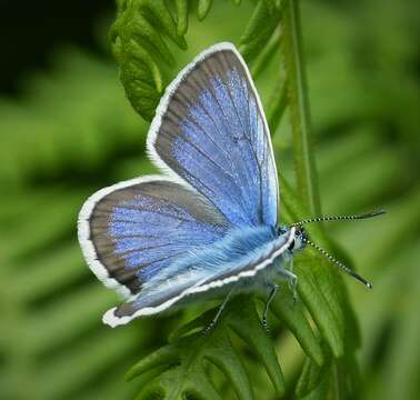 Imagem de Plebejus argus (Linnaeus 1758)