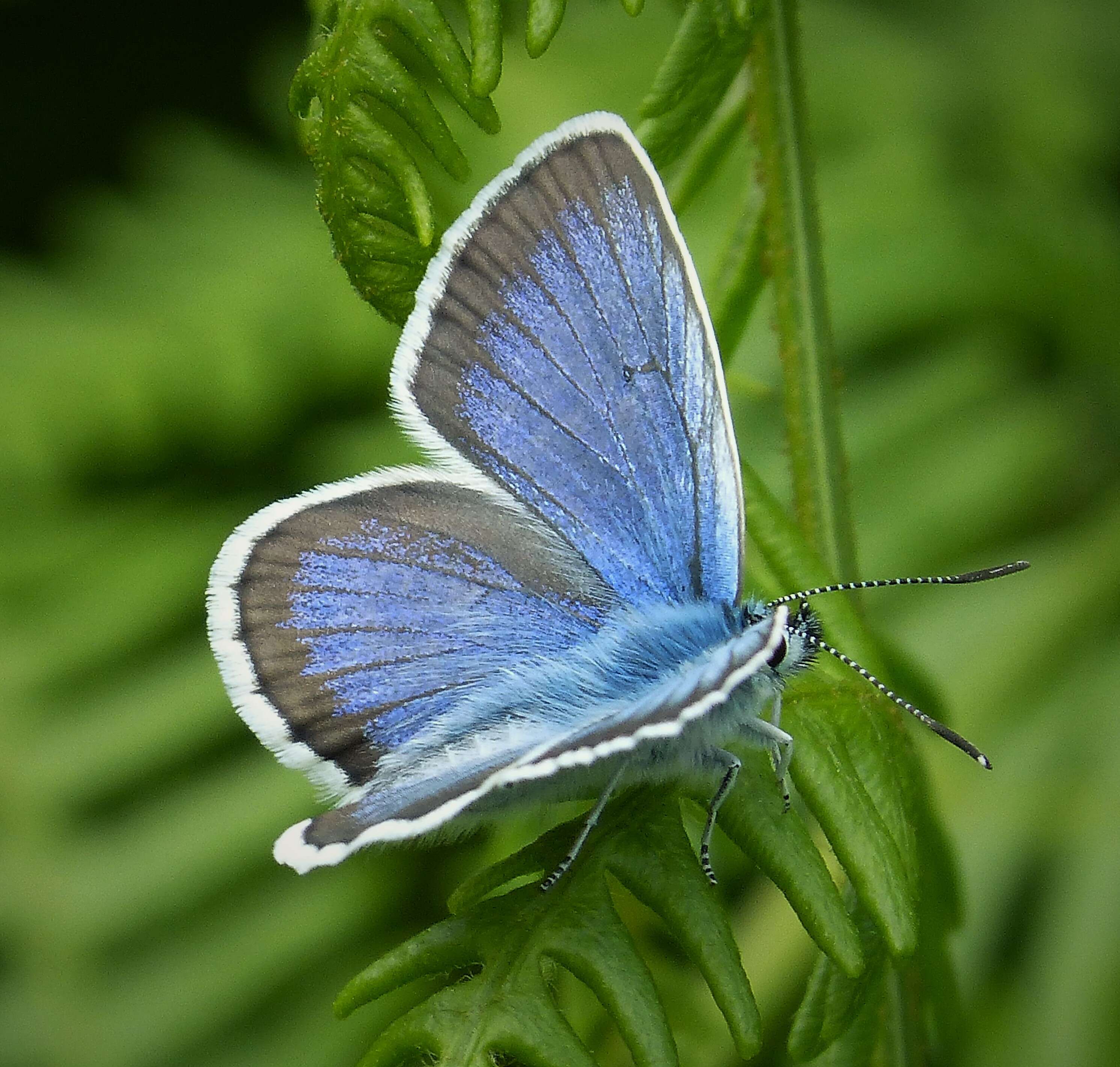 Image of Plebejus