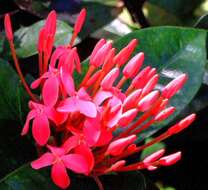 Image of ixora