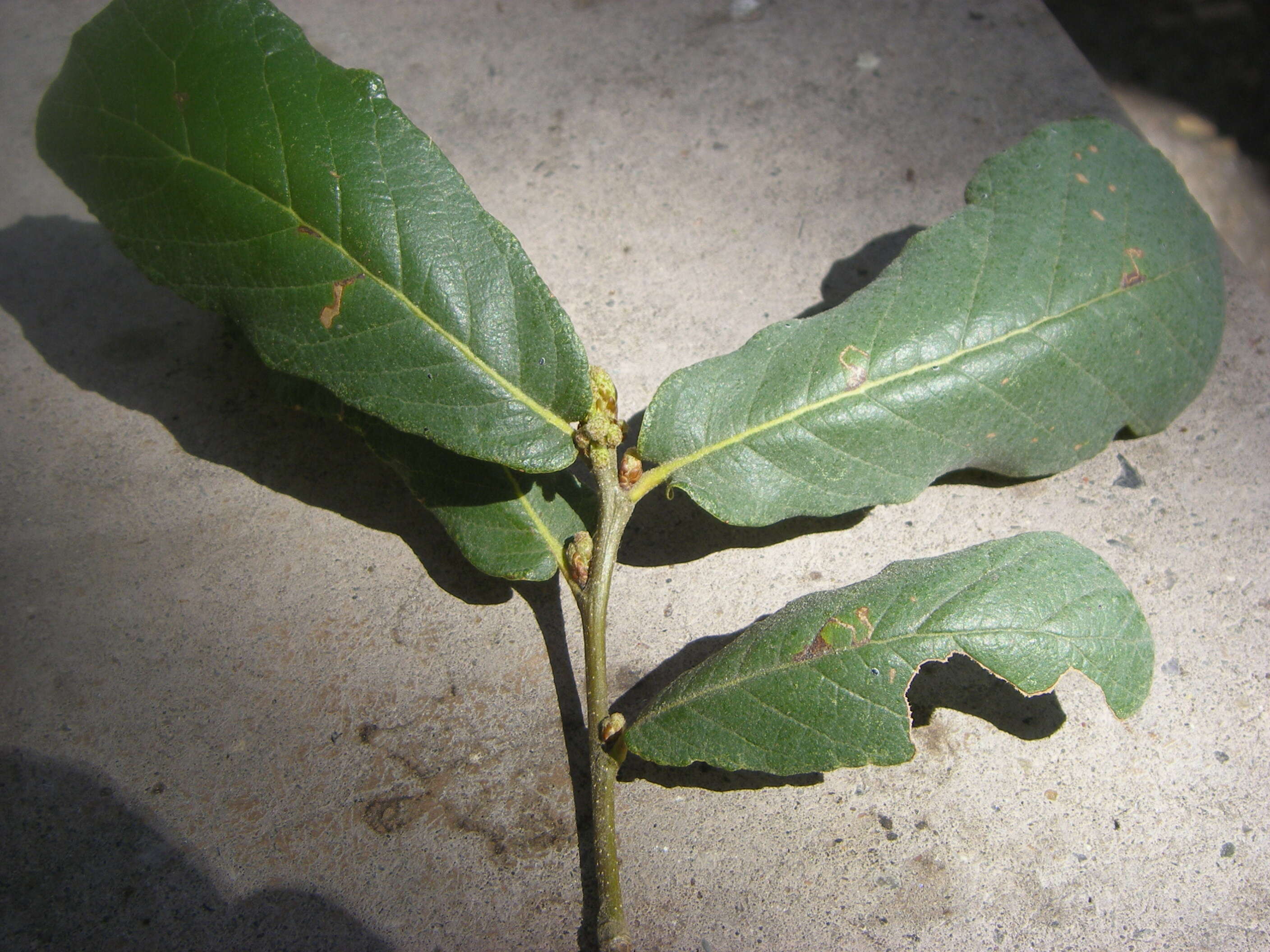 Image of netleaf oak