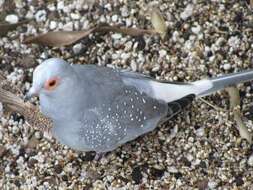 Image of Diamond Dove