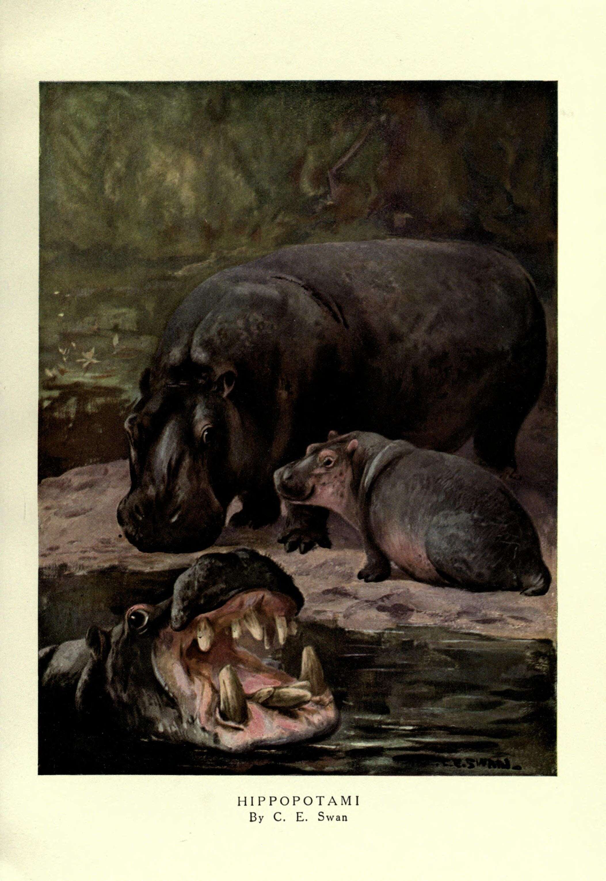 Sivun Hippopotamus Linnaeus 1758 kuva