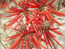Image of coralbean