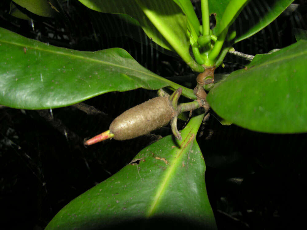 Image of mangrove