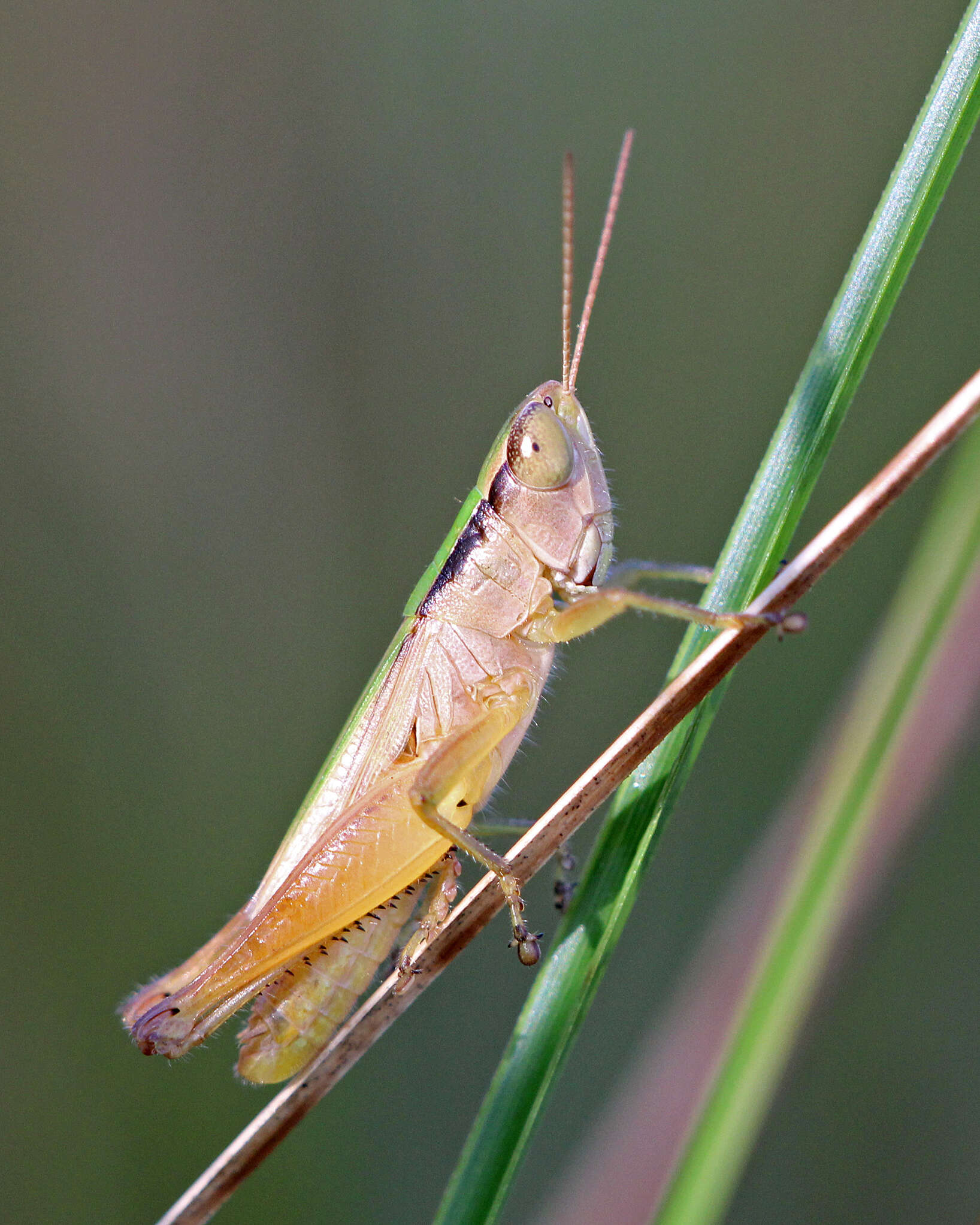 Image of Dichromorpha elegans (Morse 1896)