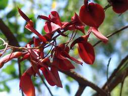 Image of Coral tree