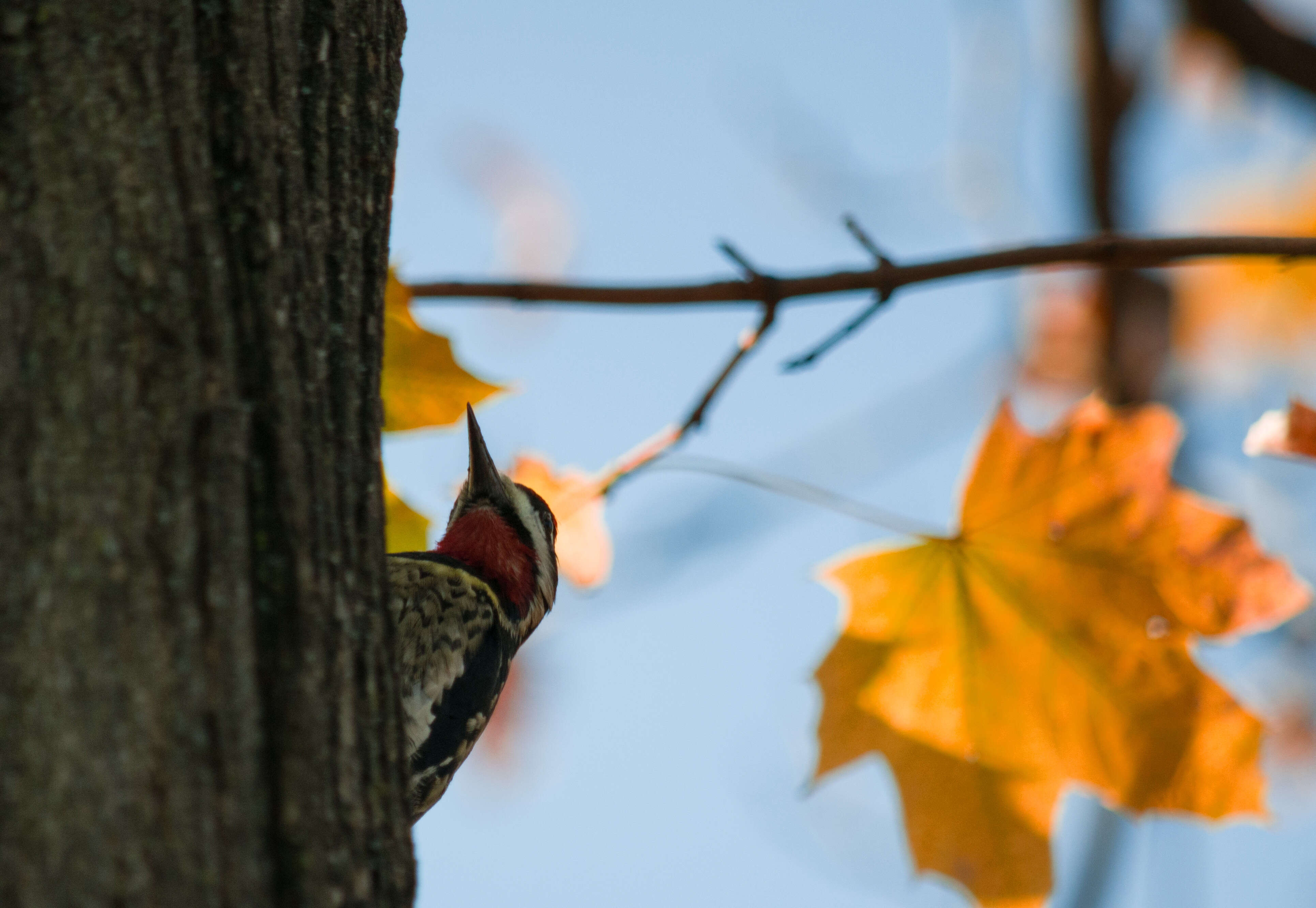 Image of Sapsucker