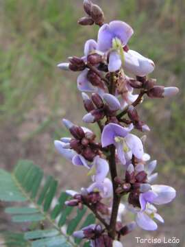 Image de Machaerium isadelphum (E. Mey.) Standl.