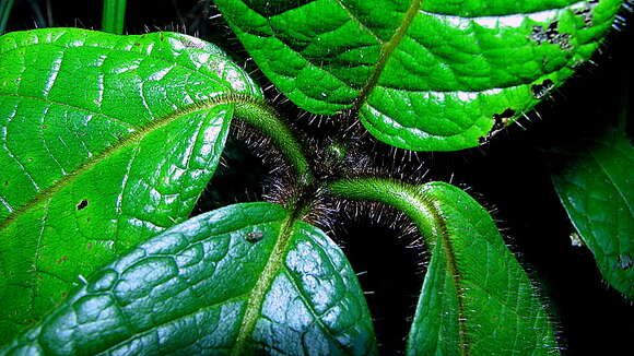 Image of Cordia nodosa Lam.