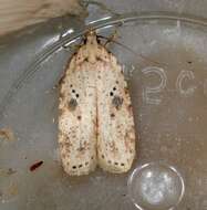 Image of Agonopterix