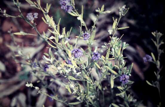 Image of Dampiera lanceolata var. lanceolata