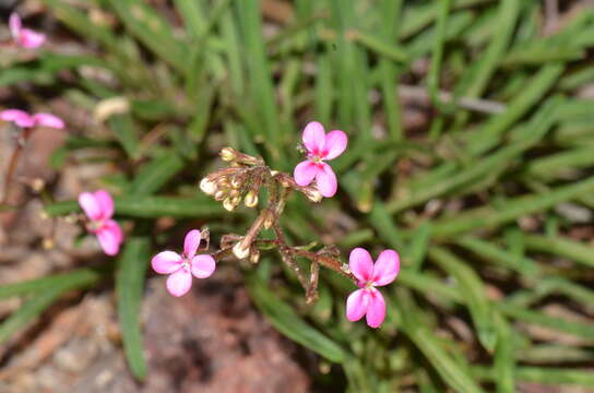 Image of Stylidium ricae S. Carlquist