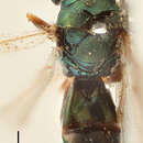 Image de Halticoptera laevigata Thomson 1876
