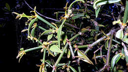 Image of Mistletoe