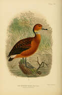 Image of Dendrocygna Swainson 1837