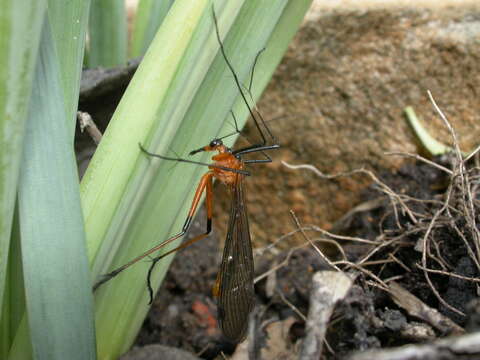 Sivun Harpobittacus kuva