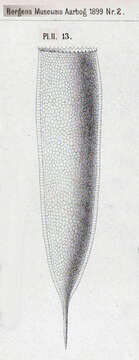 Image of Xystonellidae