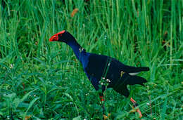 Image of Swamphen