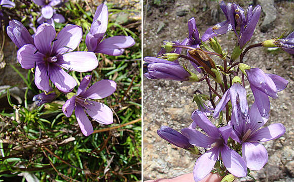 Image of Gentianella tristicha (Gilg) J. Pringle