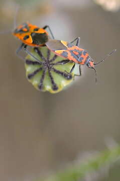 Image of black & red squash bug