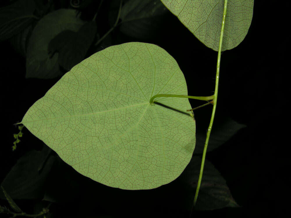 Image de Cissampelos tropaeolifolia DC.