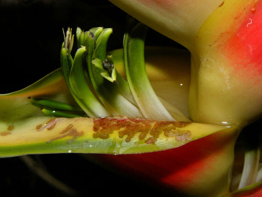 Image of Heliconia wagneriana Petersen