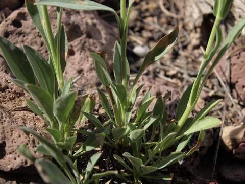 Image of low beardtongue