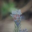 صورة Conospermum coerulescens subsp. dorrienii (Domin) E. M. Bennett