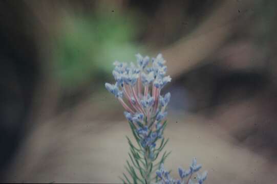 صورة Conospermum coerulescens subsp. dorrienii (Domin) E. M. Bennett