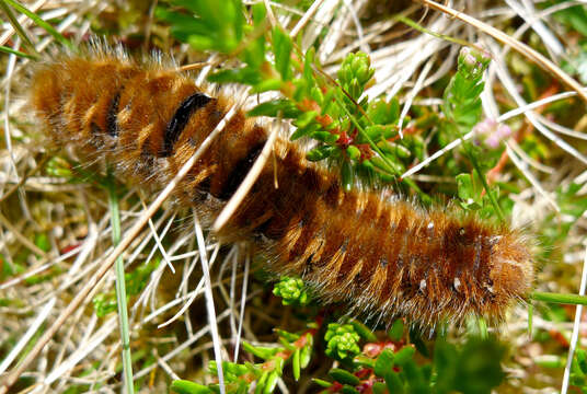 Image of oak eggar