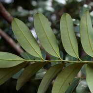 Image of Simarouba versicolor A. St.-Hil.