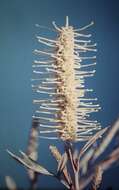 Imagem de Grevillea sessilis C. T. White & Francis