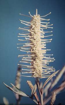 Imagem de Grevillea sessilis C. T. White & Francis