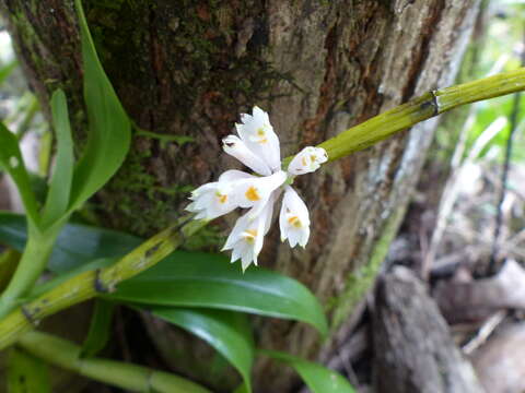 Dendrobium kraemeri Schltr. resmi