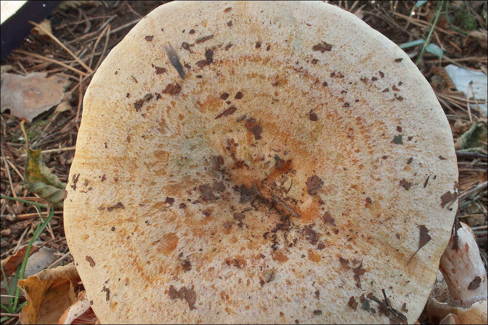 Image of Bloody milkcap